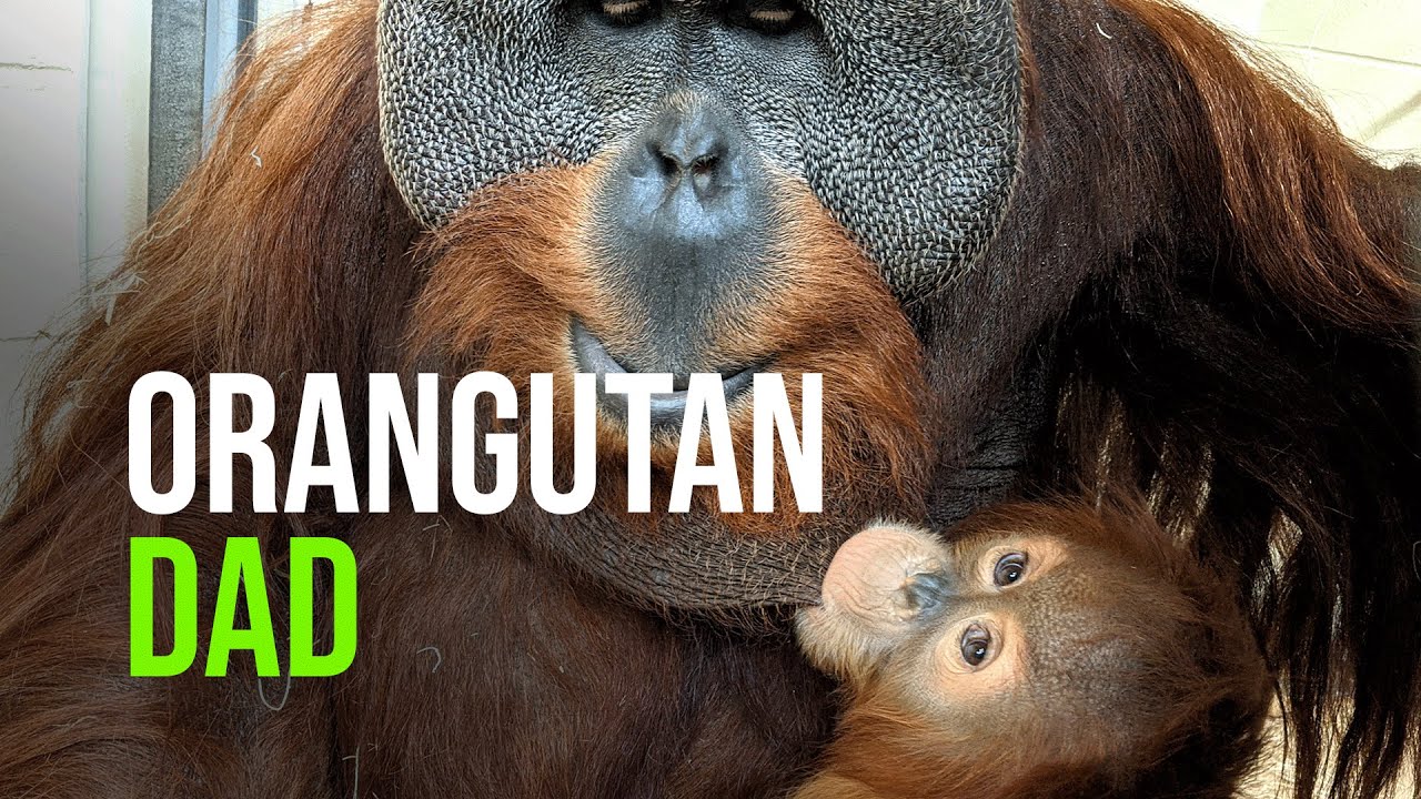 Orangutan Dad Steps Up After His Mate's Death