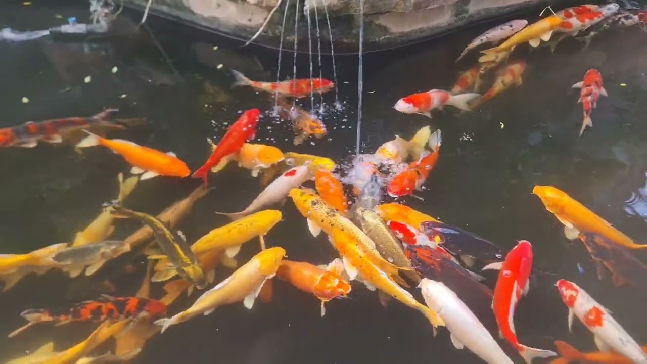 Koi Fish lifestyle in the morning || Fishing 