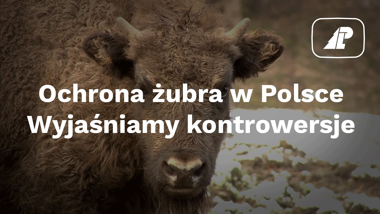 Ochrona żubra w Polsce. Wyjaśniamy kontrowersje