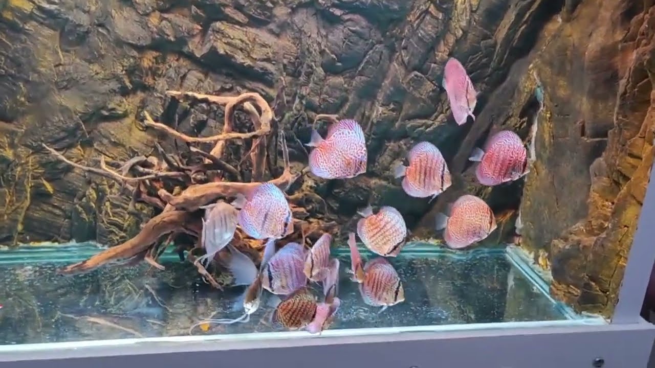 Dış Filtreyi Yok Eden, Biolife Bora V15 Kullanan Hakan Türkmen Beyin Discus Akvaryumunda Yorumları.