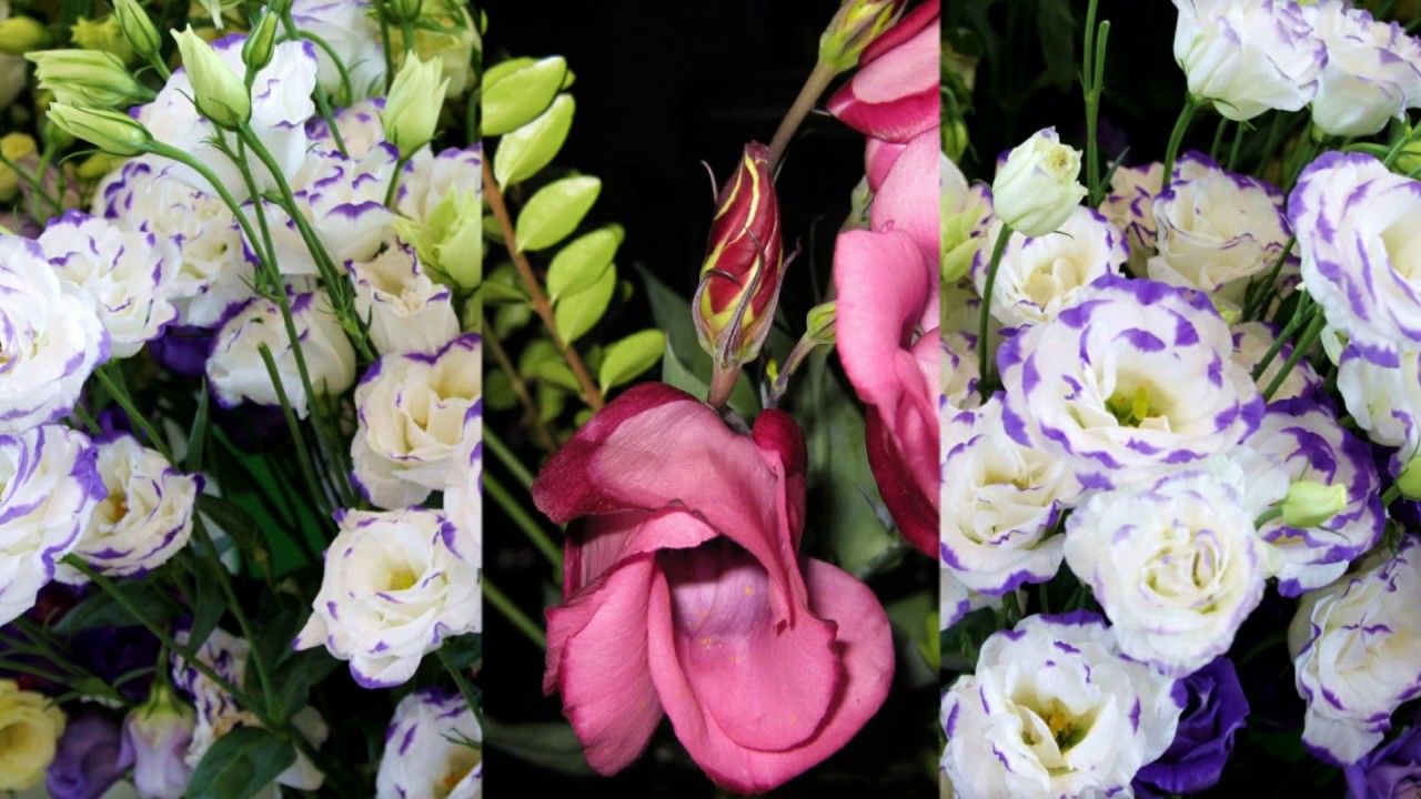Flowers and Music-Eustoma-Эустома