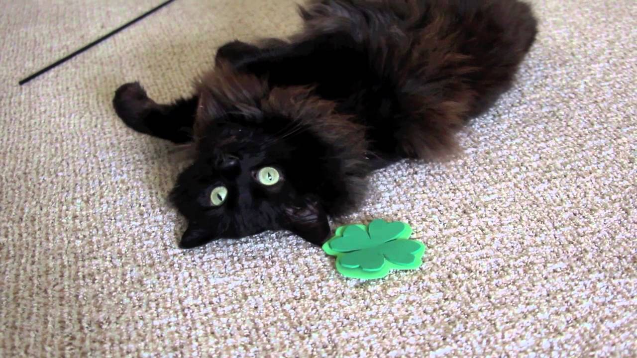 Top 10 Reasons You Should Adopt REMBRANDT!