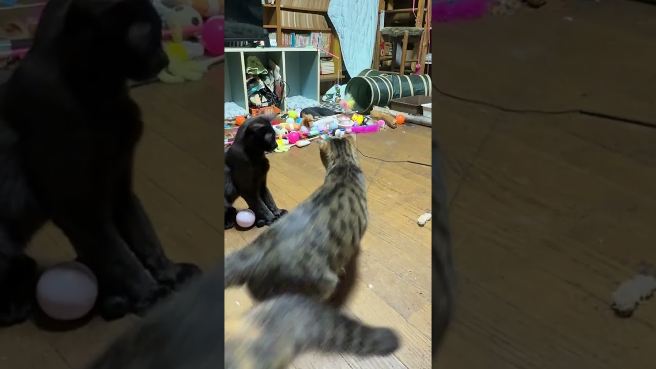 我が家のネコたちに好評なネコジャラシで遊んでるが、シャムの雫、パンダは、食事に夢中。キジシロのルル、黒猫の黒夢が楽しんでたら、三毛猫ミックスが不穏の動きでｗ