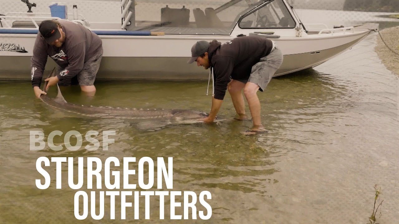 BCOSF Season 11 | Sturgeon Outfitters | Sturgeon Fishing in British Columbia