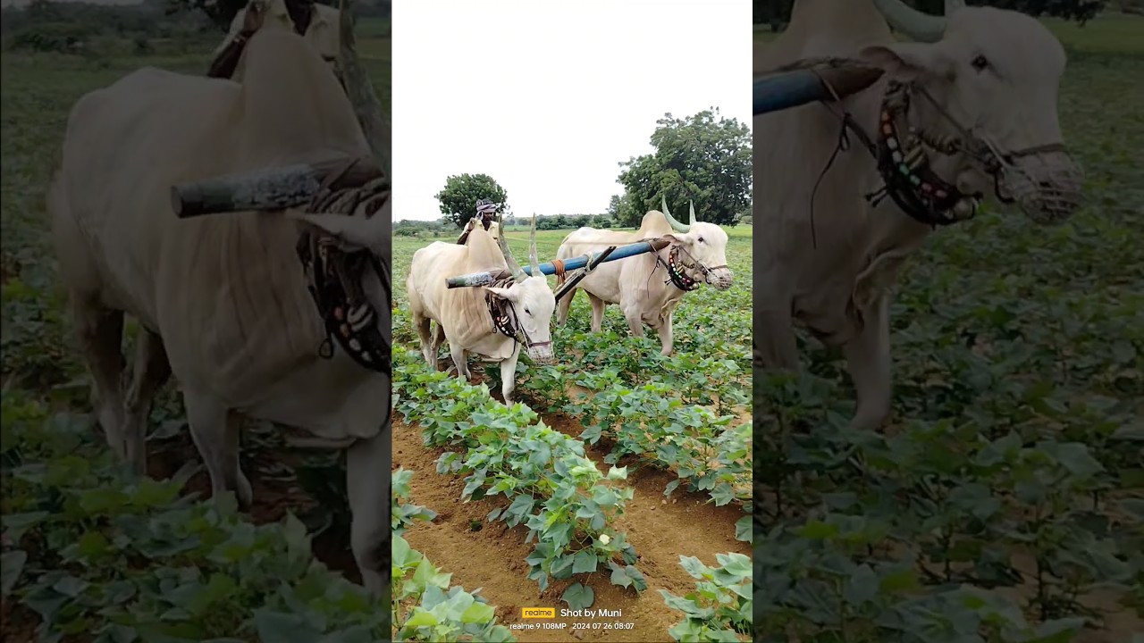 palledoddi Harikrishna khillari bulls #farming #bull #cow #farmer #viral #trending