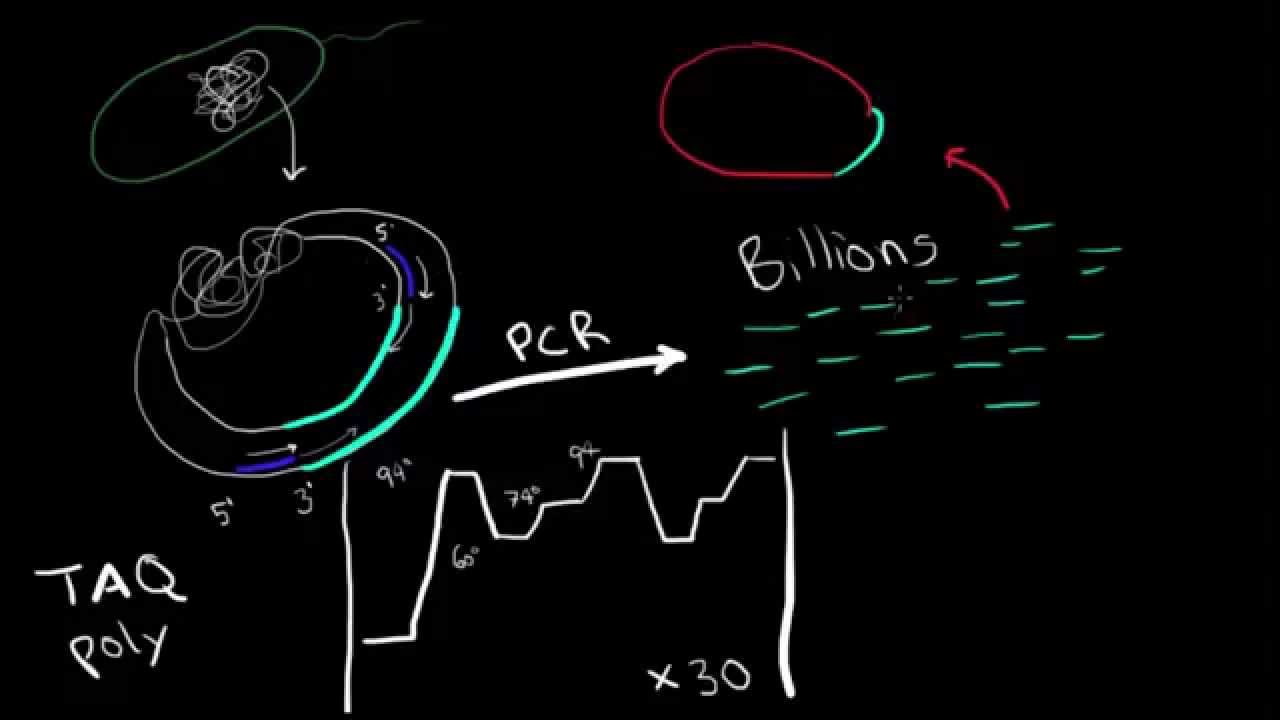 Episode 6.  PCR Overview