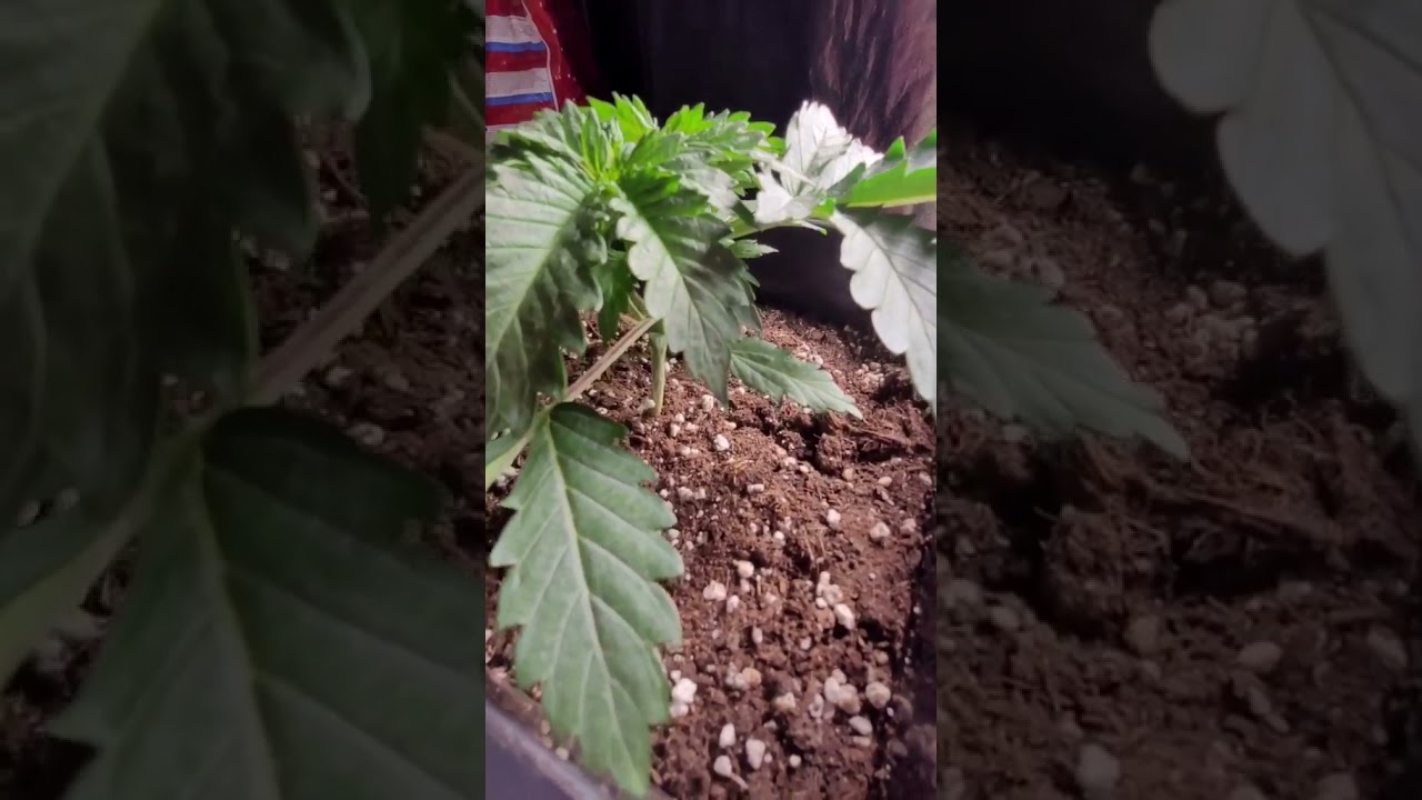 Creme dela chem auto by mephstito genetics in Biobizz allmix fed shogun start and shogun katanaroots