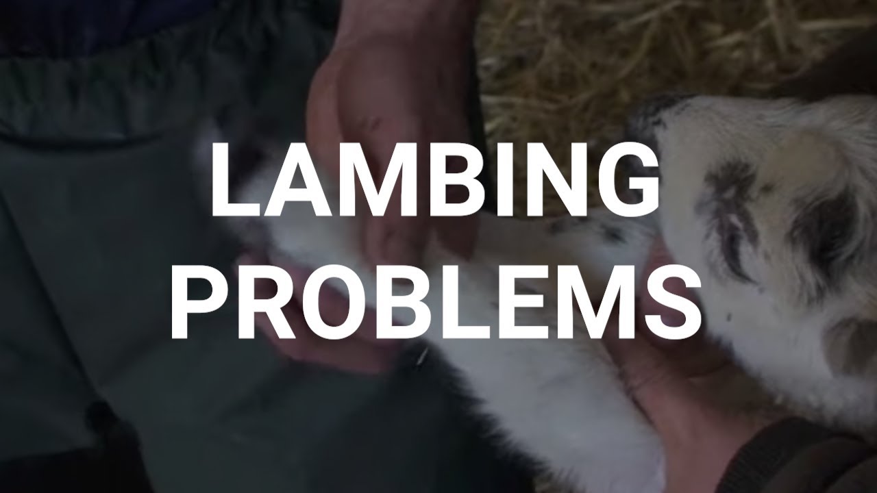 Lambing problems