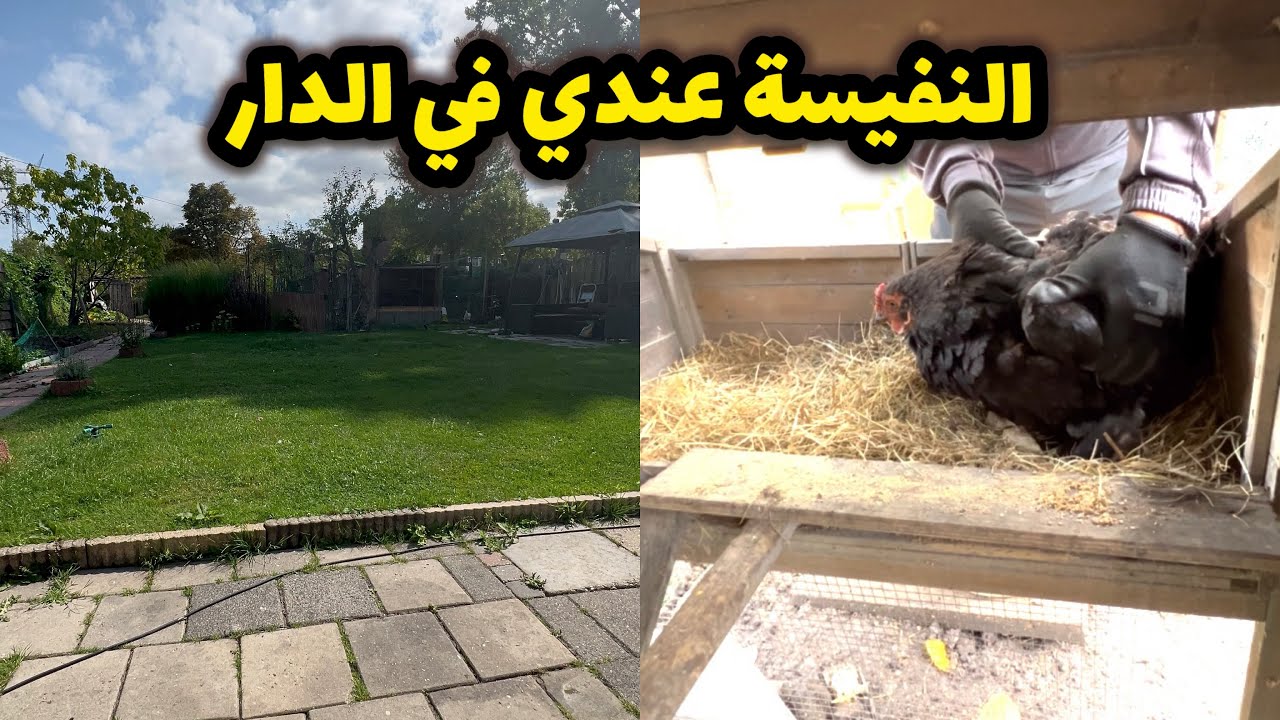 مشينا  شريت الحوت  للنفيسة 