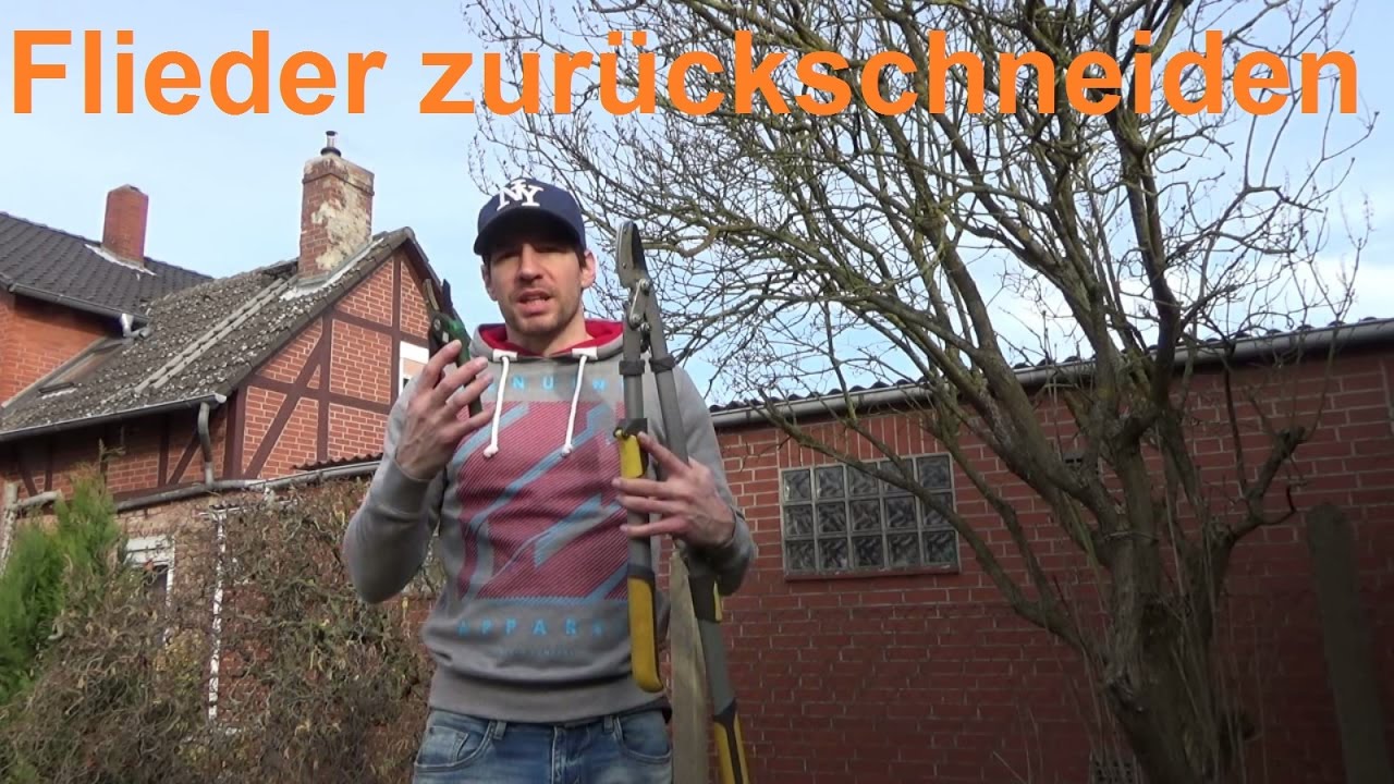 Flieder schneiden Flieder richtig zur&uuml;ckschneiden Wann Flieder schneiden