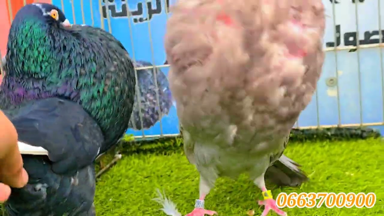 60 حمامة جديدة احسن توليعة لهدا الاسبوع top ديال المليح 🔥🥇🚨🚨