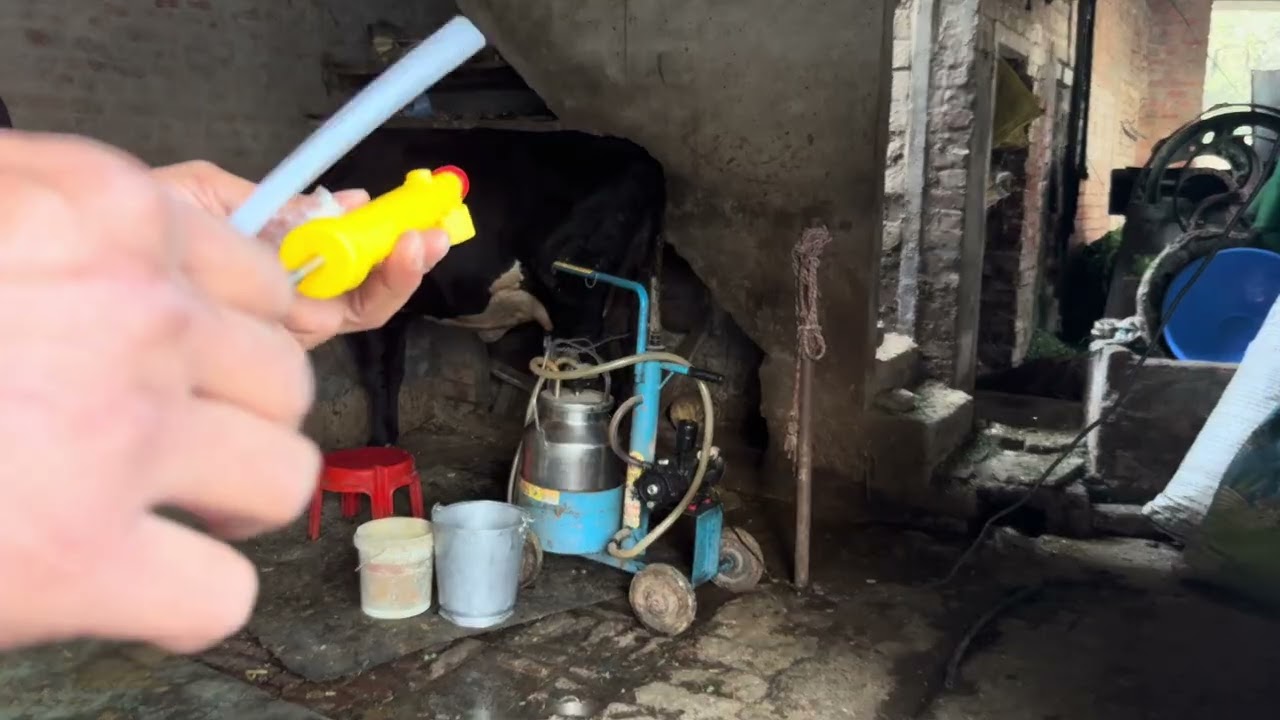 Cow