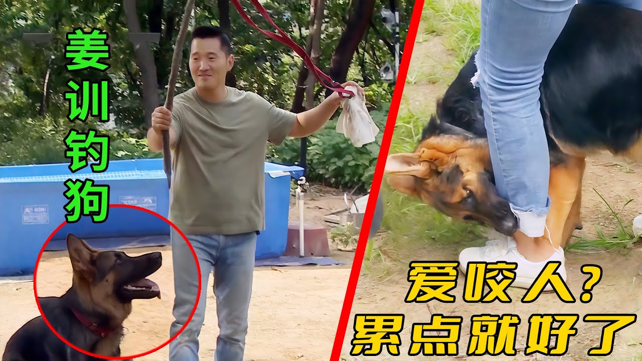 德牧沒事就愛啃人兩口，訓犬師說它太閑嘴癢，自製釣狗棒直接把德牧累趴