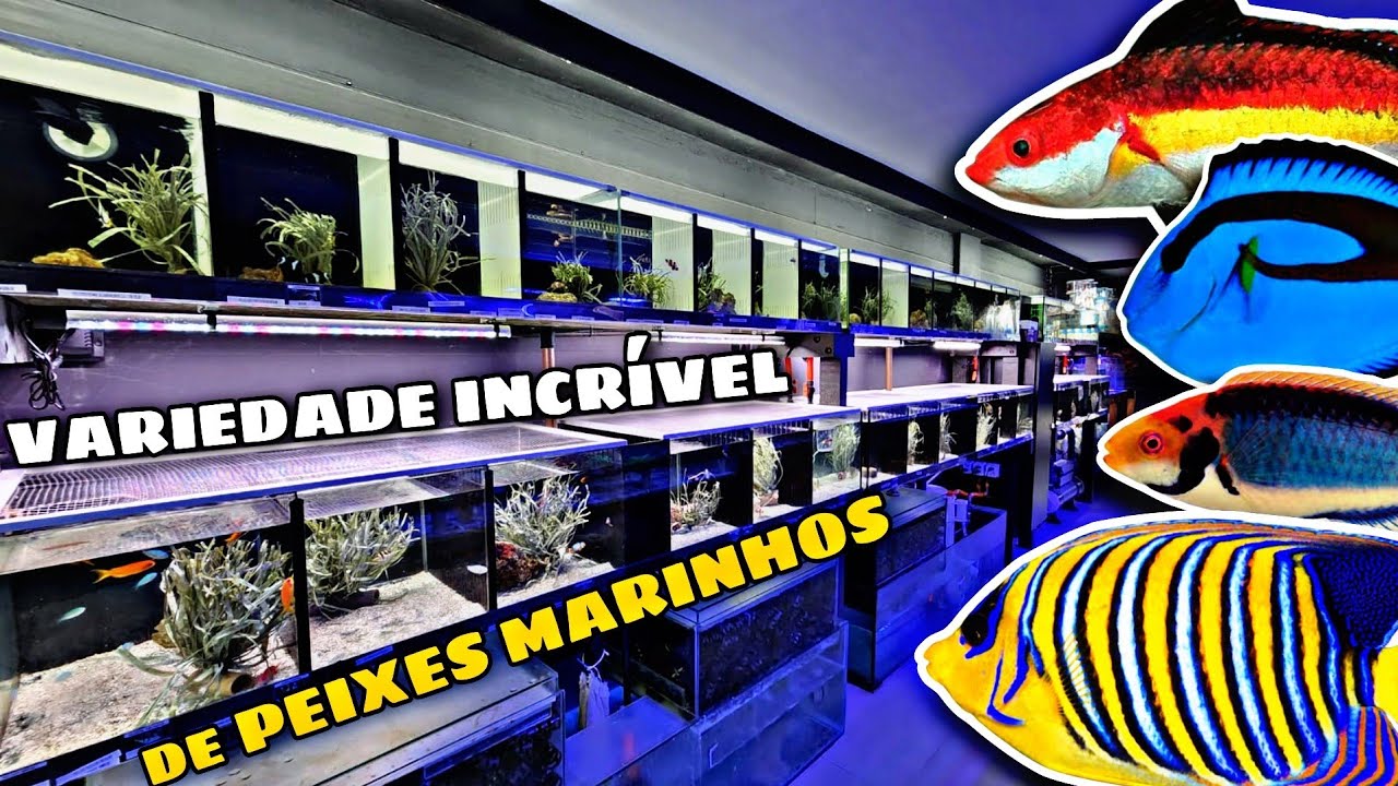 TOUR POR TODOS OS PEIXES MARINHOS! MOSTREI OS PREÇOS!