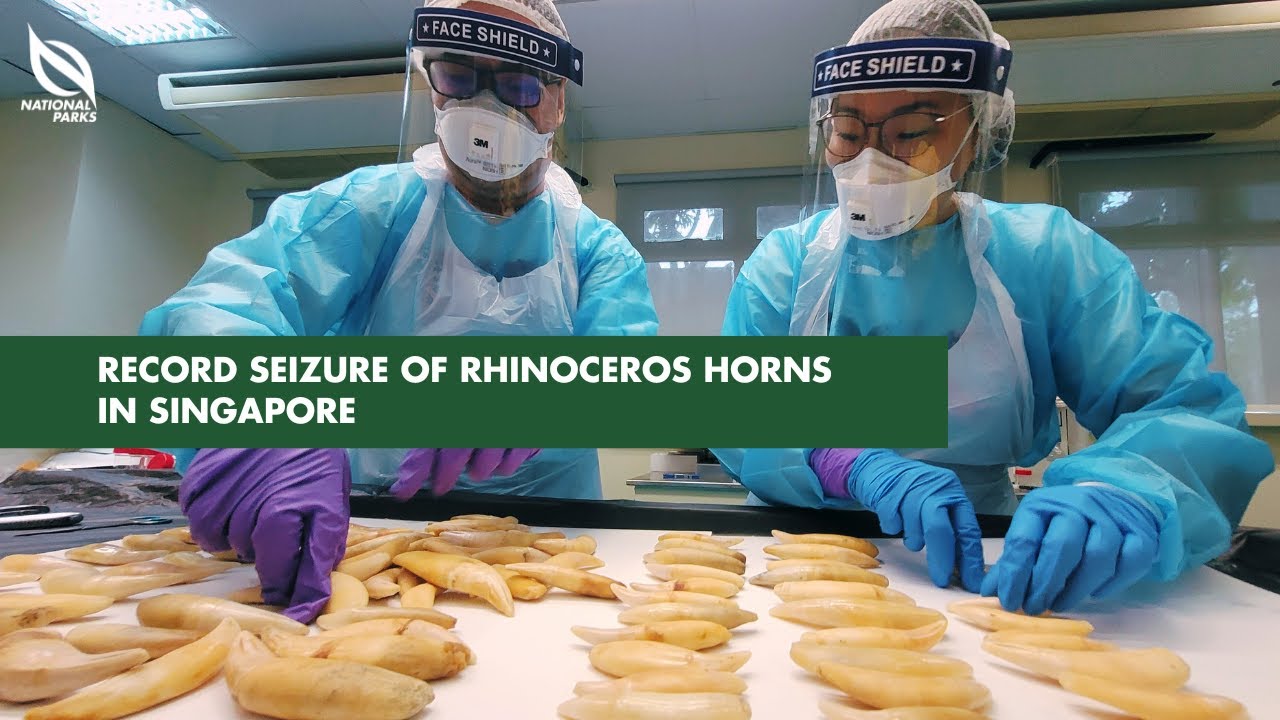 Record Seizure of Rhinoceros Horns in Singapore