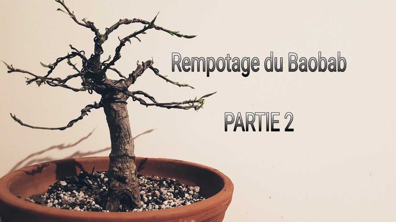 Rempotage du baobab PARTIE 2