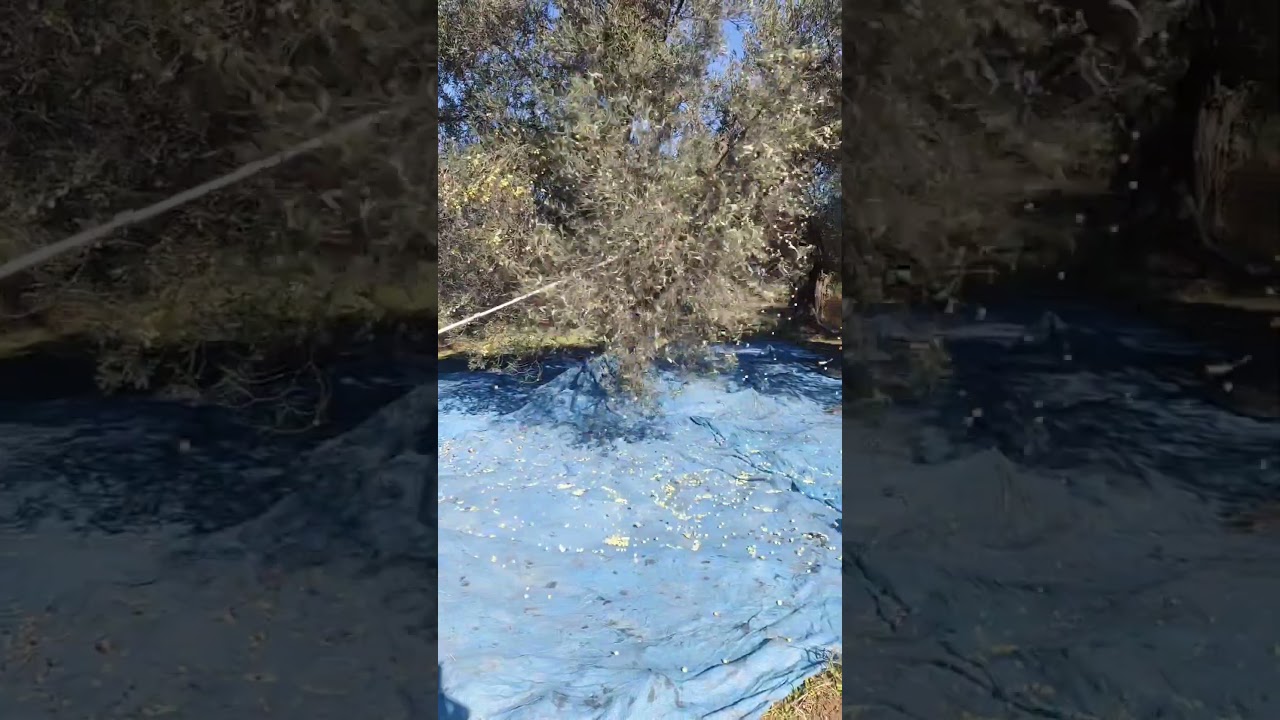 cifarelli sc 605  beyaz yağlık zeytin ağa&ccedil;ları performans