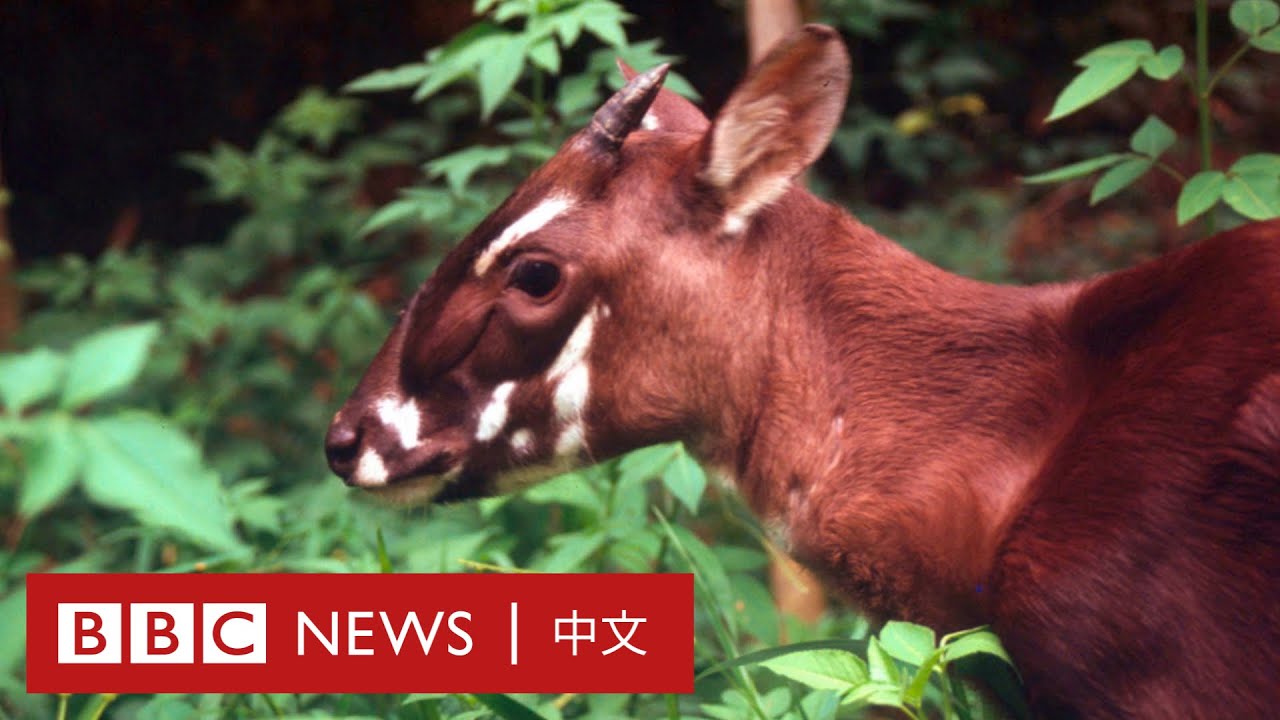 地球上目前最瀕危的八種動物是誰？－ BBC News 中文