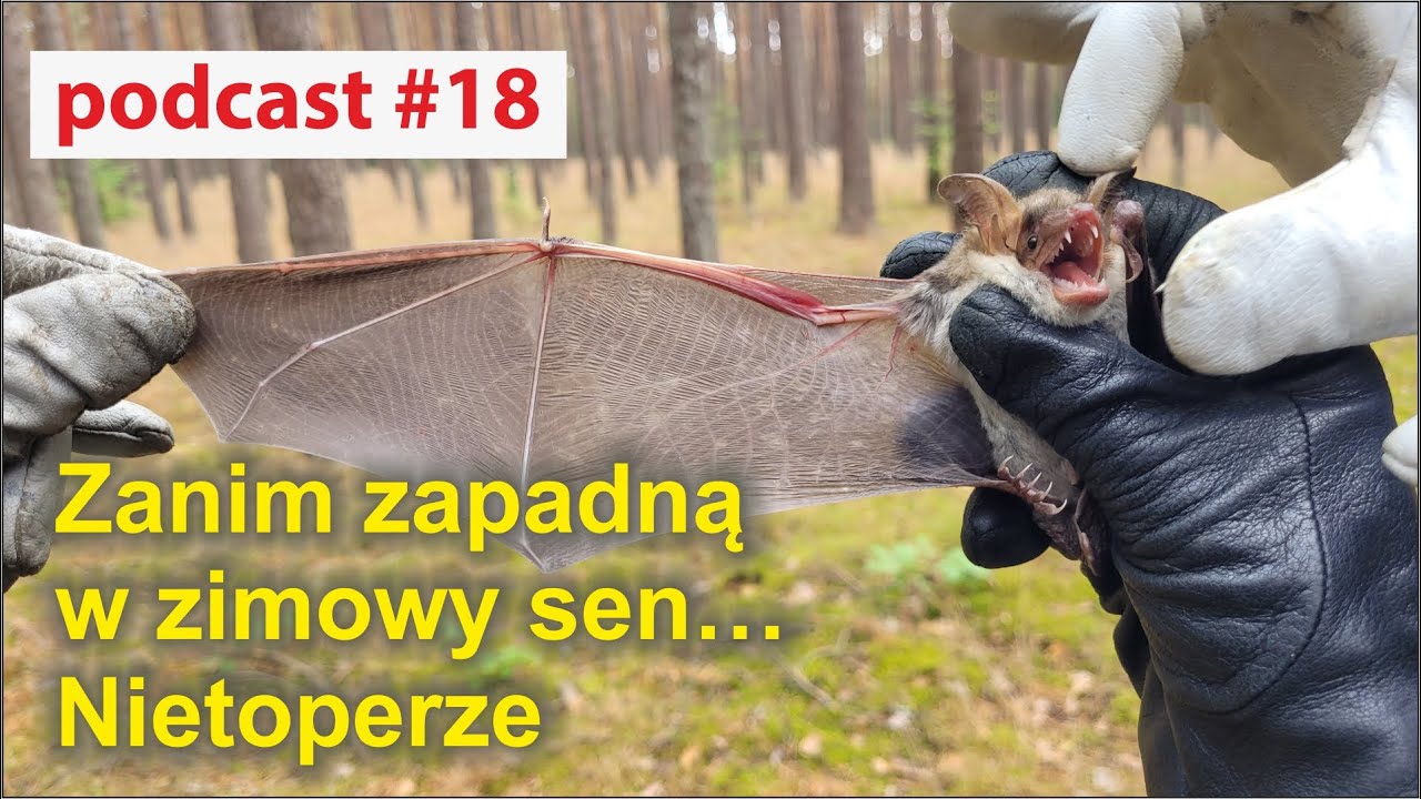Podcast #18 -  Zanim zapadną w zimowy sen… Nietoperze