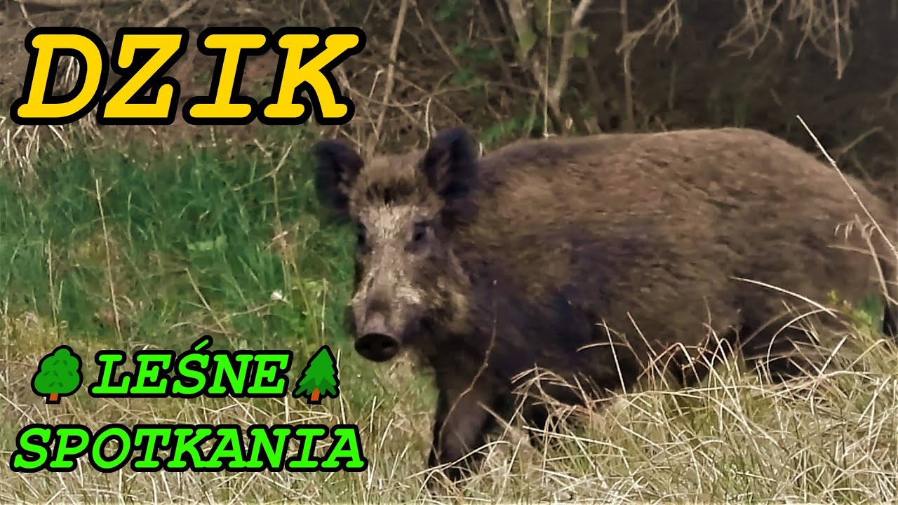 Dzik 🐗 Sus scrofa 🐗🌳 Leśne spotkania 🌲 Odgłosy lasu Śpiew ptak&oacute;w Dźwięki natury