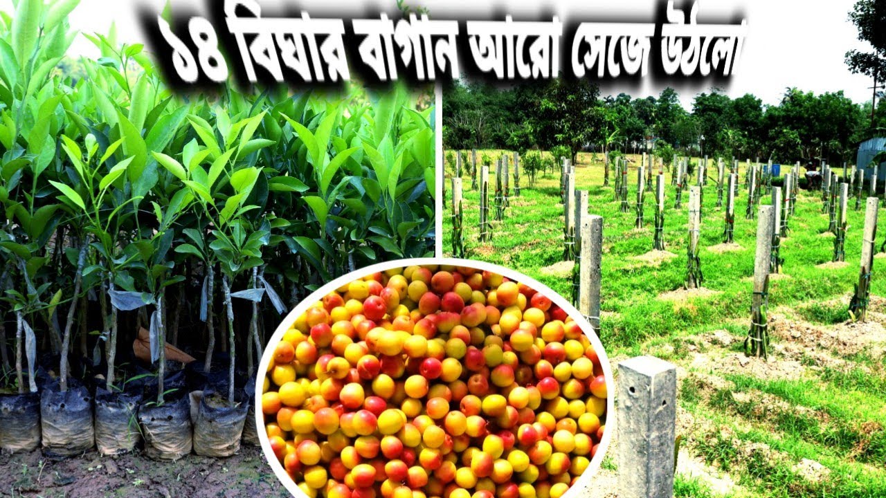 ভারত সুন্দরী কুলের বাগানে এখন বিভিন্ন চারার সমাহার / ভারত সুন্দরী কুল, লেবু ছাড়াও বিভিন্ন গাছের চারা