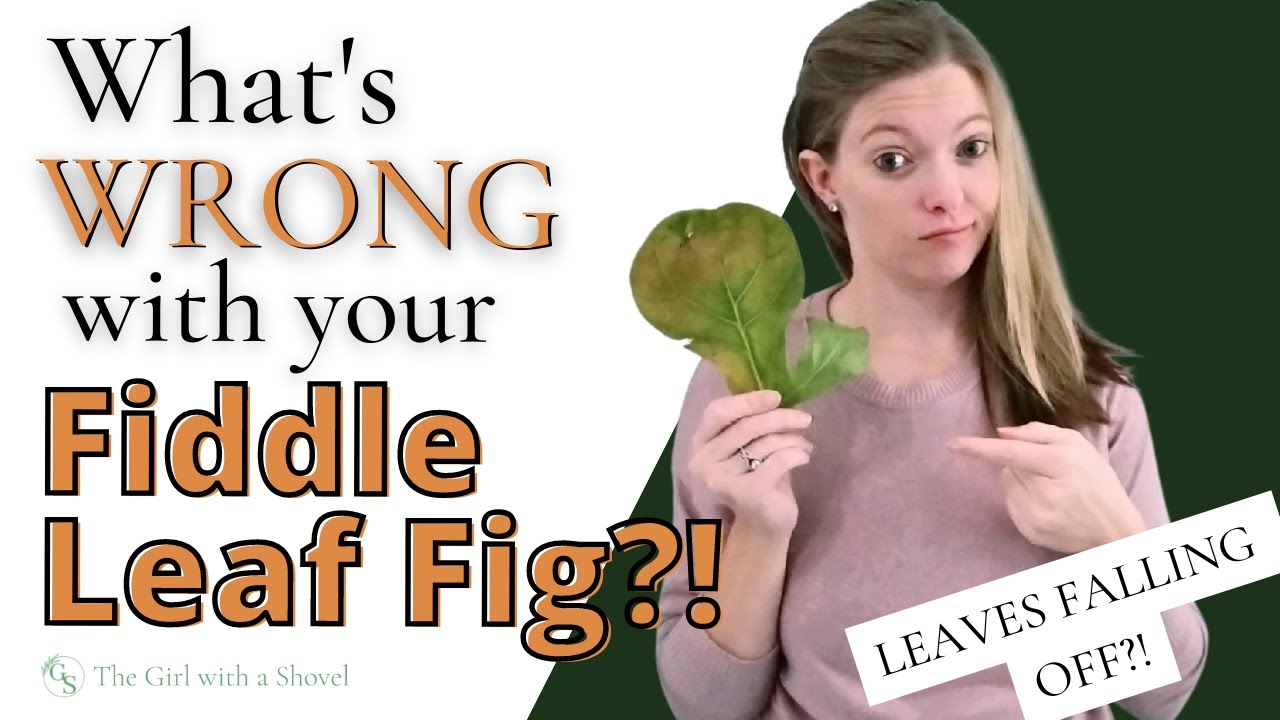 Fiddle Leaf Fig Troubleshooting | Leaves FALLING OFF, Yellow Leaves, & MORE!