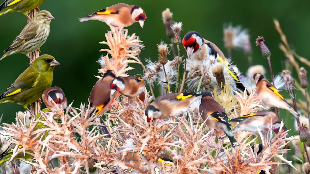 بتبتة حسون الشوك تحفيز الحسون على التغريد والهيجان علاج صمت الحسون goldfinch stimulation #birds 