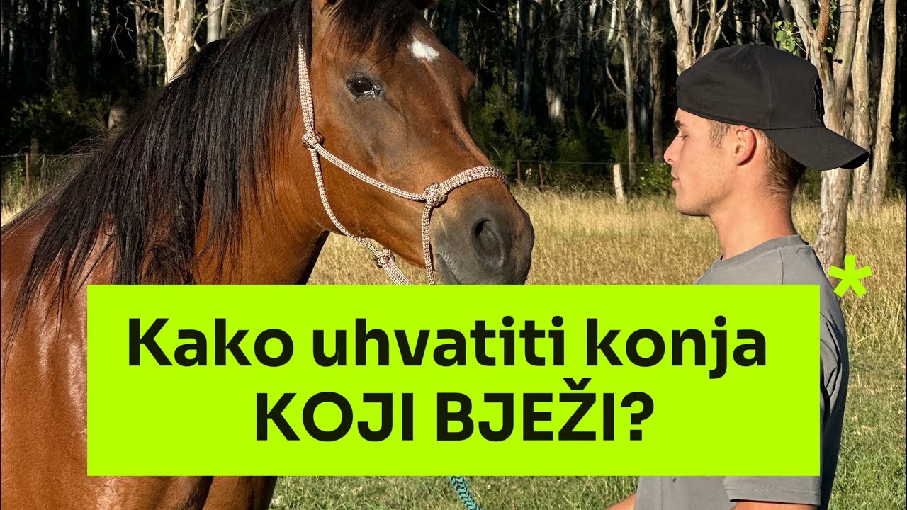 Kako uhvatiti konja koji bježi?