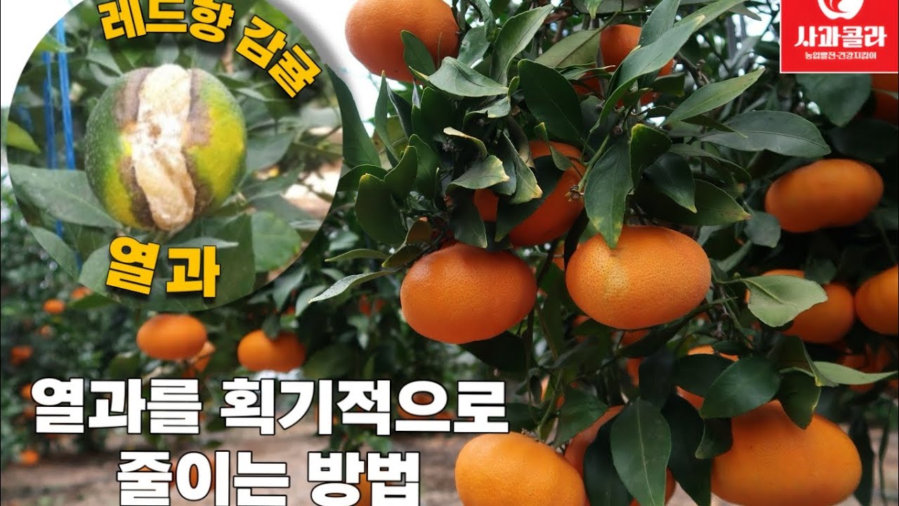 [감귤재배] 래드향 열과가 없어지다/획기적 열과 방지법