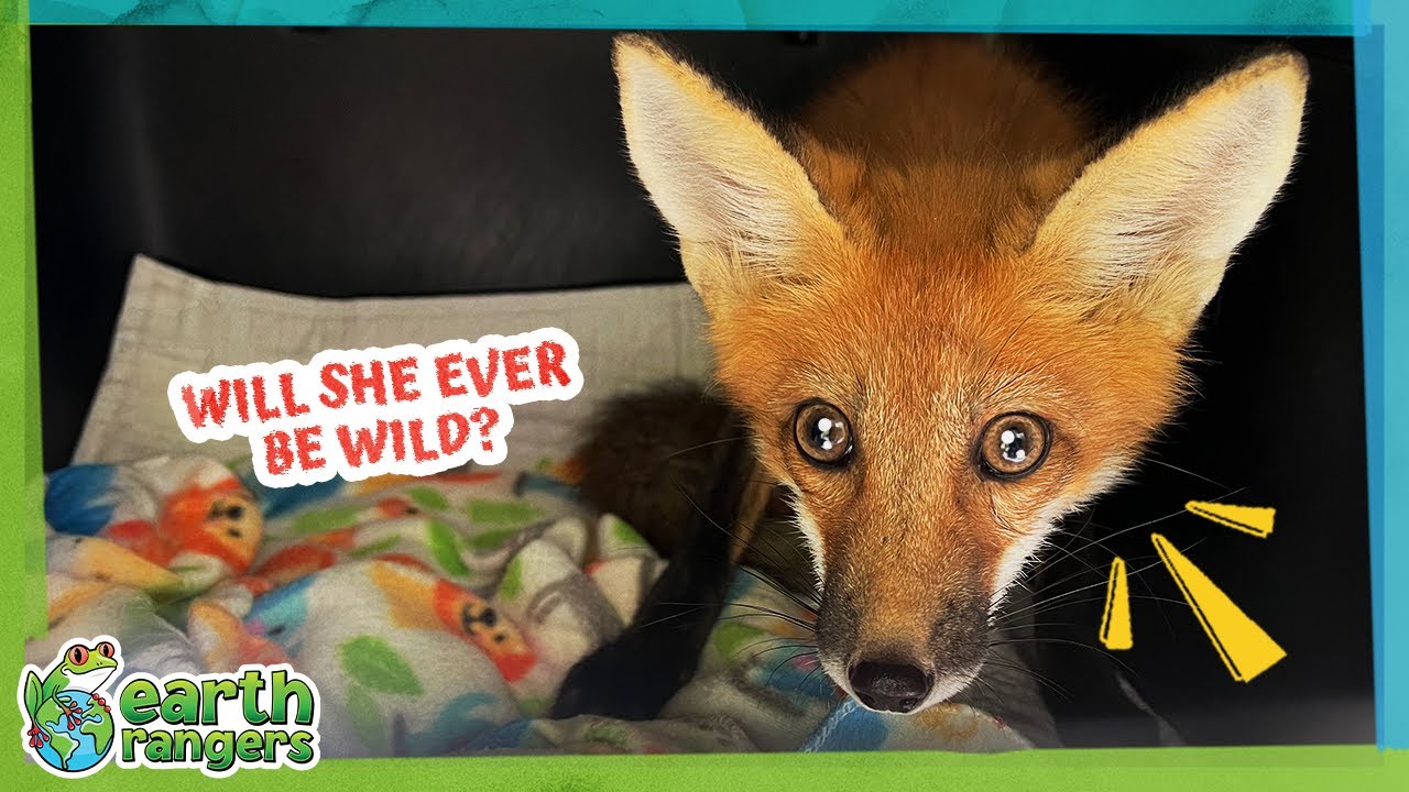 Watch This Baby Fox Grow Big and Turn Red! | Earth Rangers