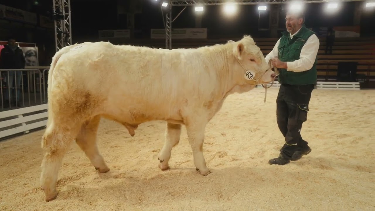 Charolais - Klasse 1