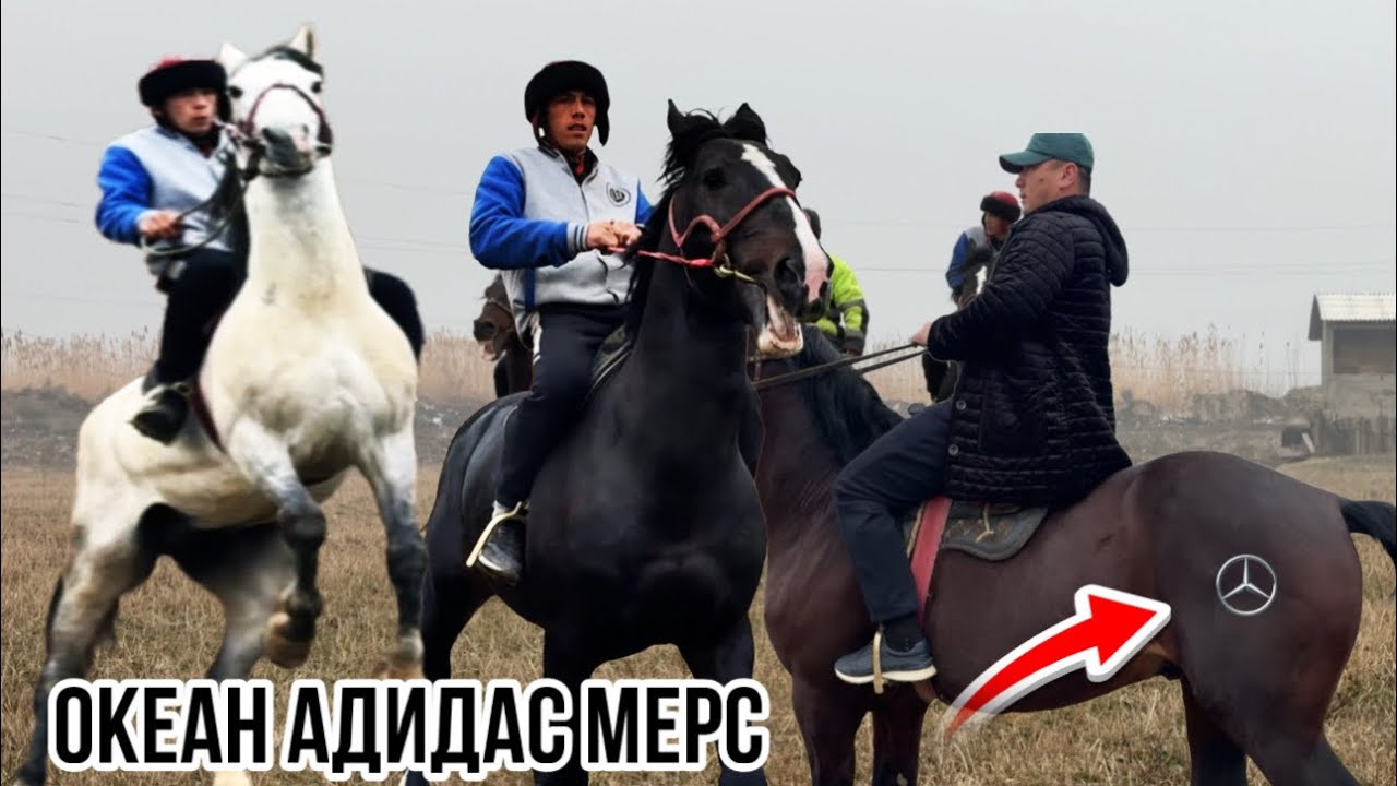 Мерсадес Акиан Адидас аспҳои Муҳаммад Усмон 19 января 2026 г.