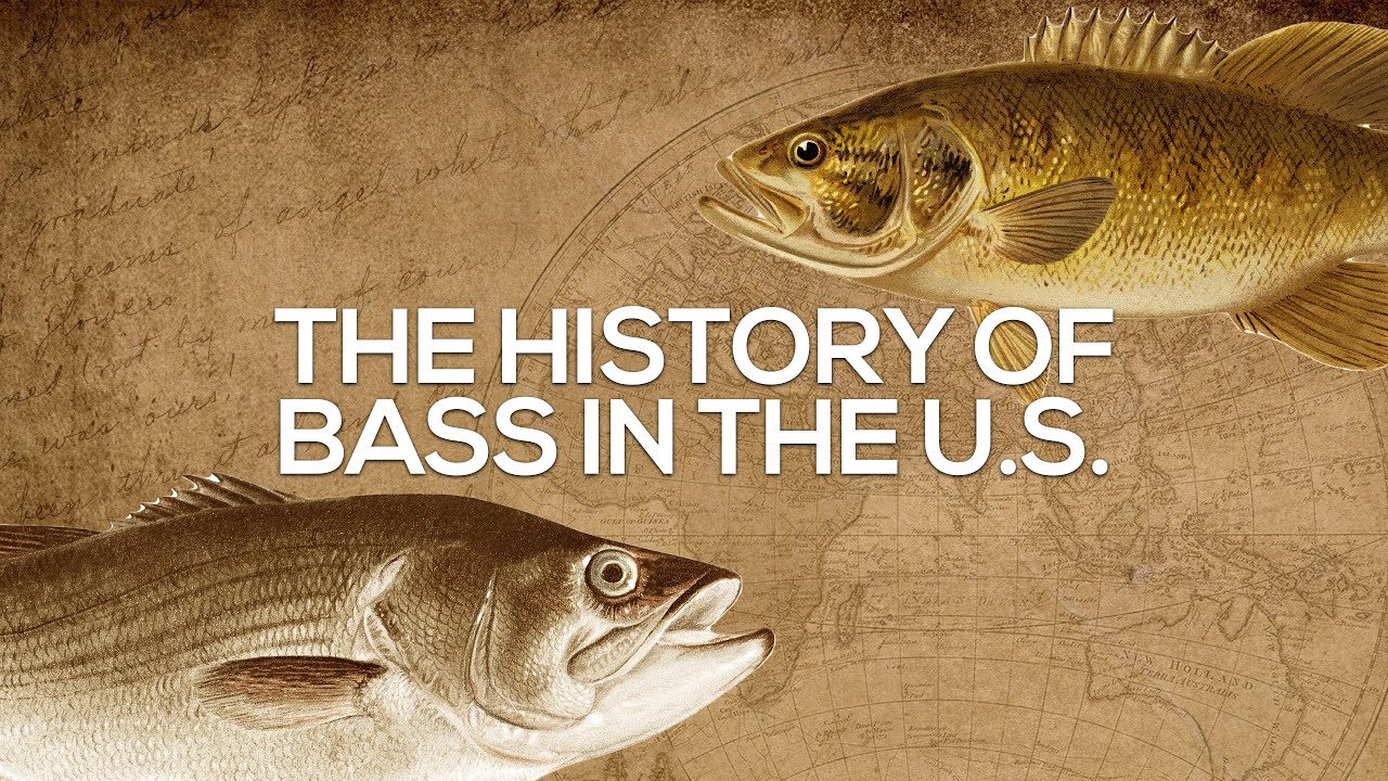 History of Bass - How Bass Spread