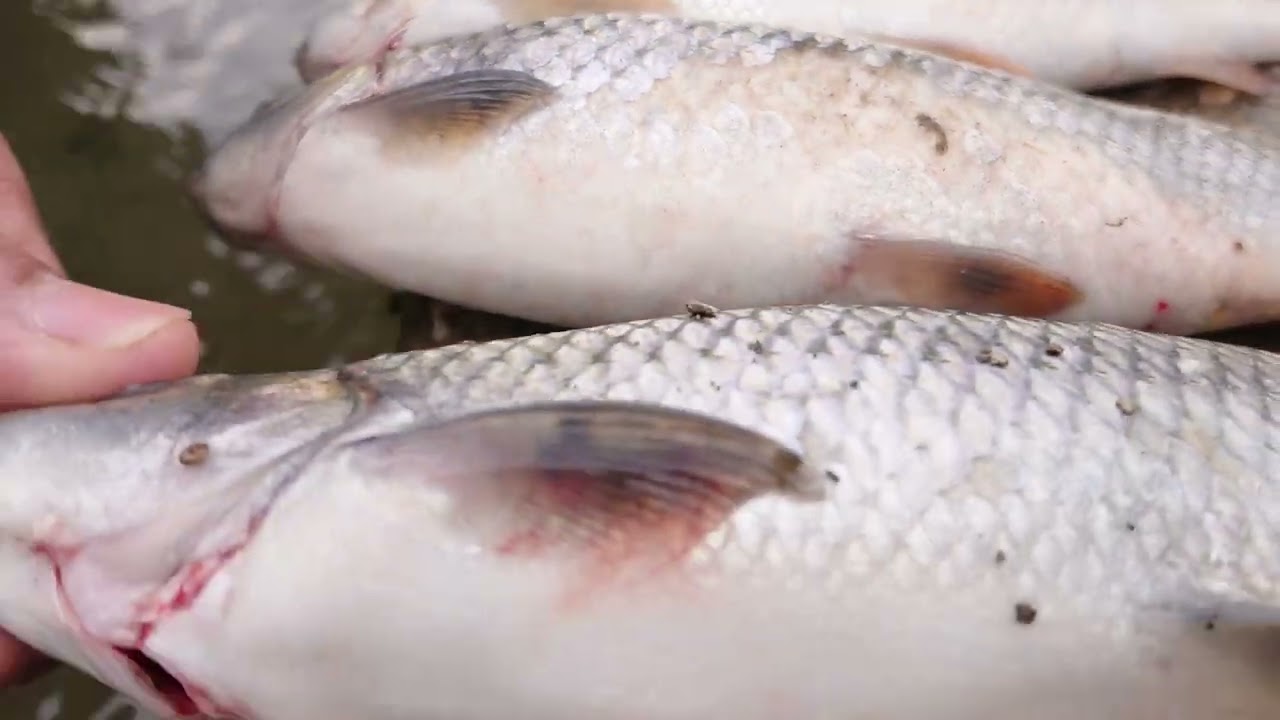 fishing bast video in my revare@gu lvisiting