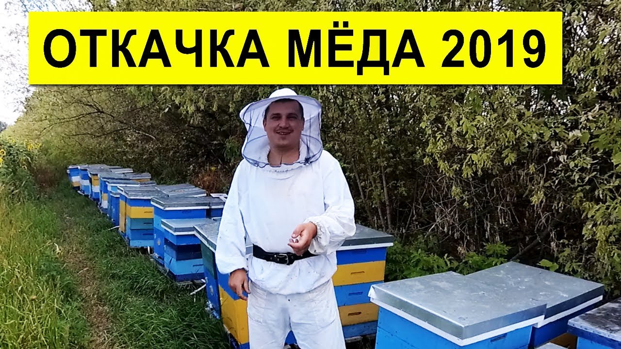 Откачка Мёда 2019 🍯 Умный Улей ✅ Хочу Медовухи 🍷