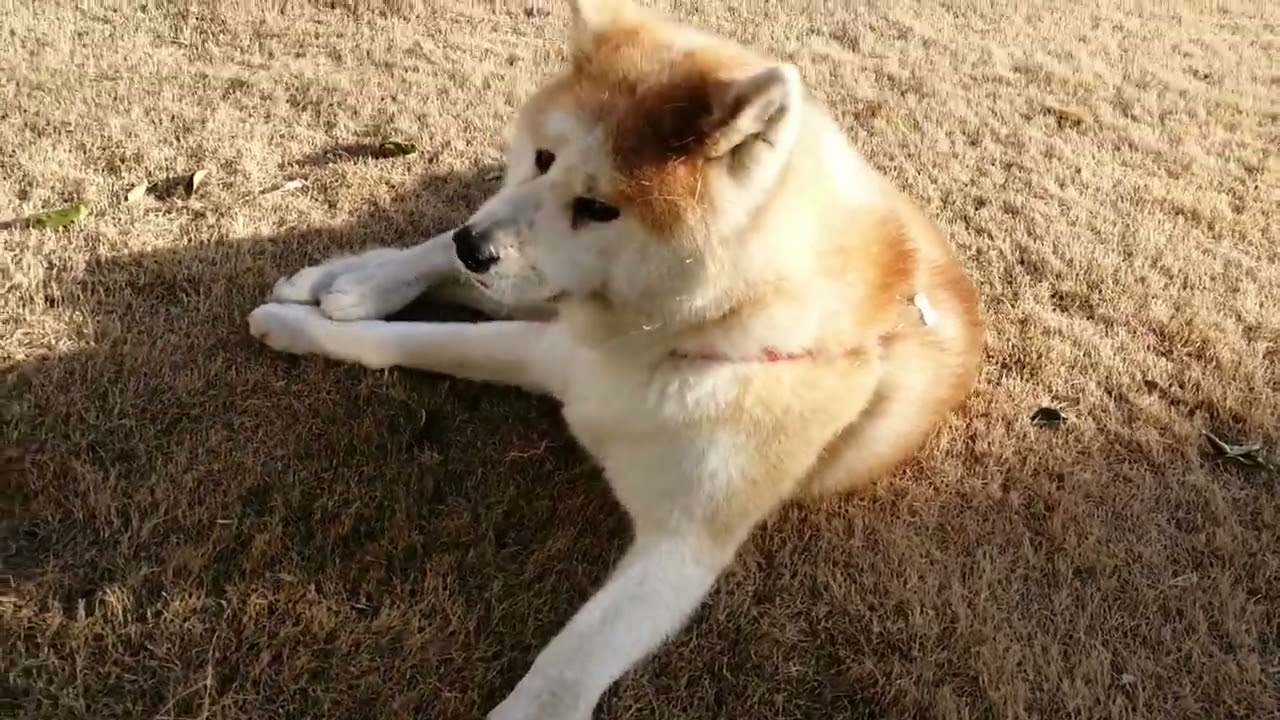 2026-02-19 の秋田犬