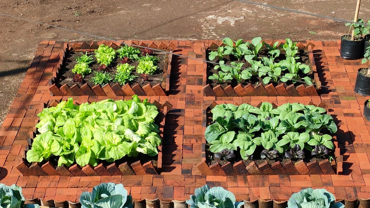 cara membuat raised bed dari batu bata || how to make a raised bed from bricks