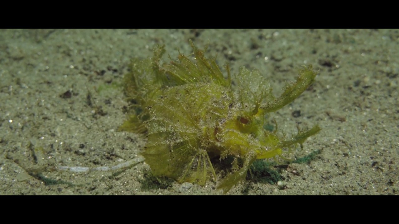 Rhinopia - Ambon Scorpionfish, Ambon, Indonesia, Sony RX100 VII, Cinematic