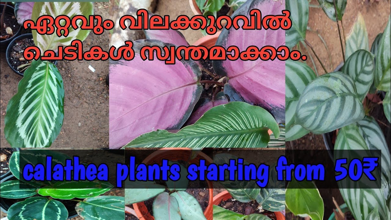 ഏറ്റവും കുറഞ്ഞ വിലയിൽ calathea ചെടികൾ സ്വന്തമാക്കാം...... Plants starting@ 50₹.....