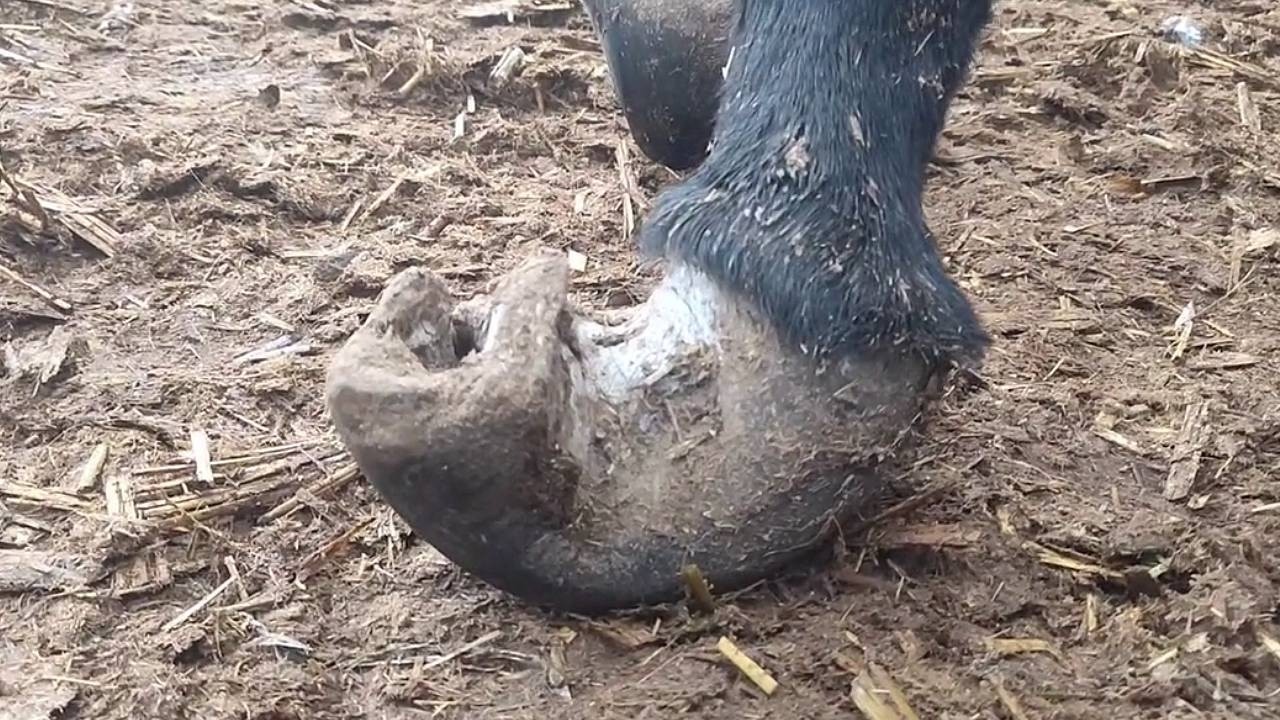 罕见“三层蜗牛卷蹄”矫正：蹄心外翻变形，整个蹄匣严重畸形【农村张卜】