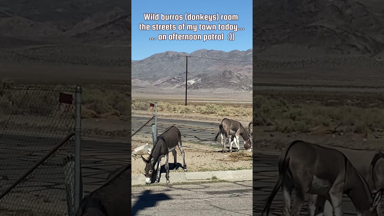 Afternoon Patrol: Wild Burros in my neighborhood 🌟 Adopt Wild Burro #burros
