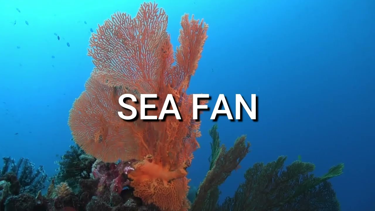 ORGANIC SEA FAN PROPAGATION | RESTORING REEFS THE NATURAL WAY