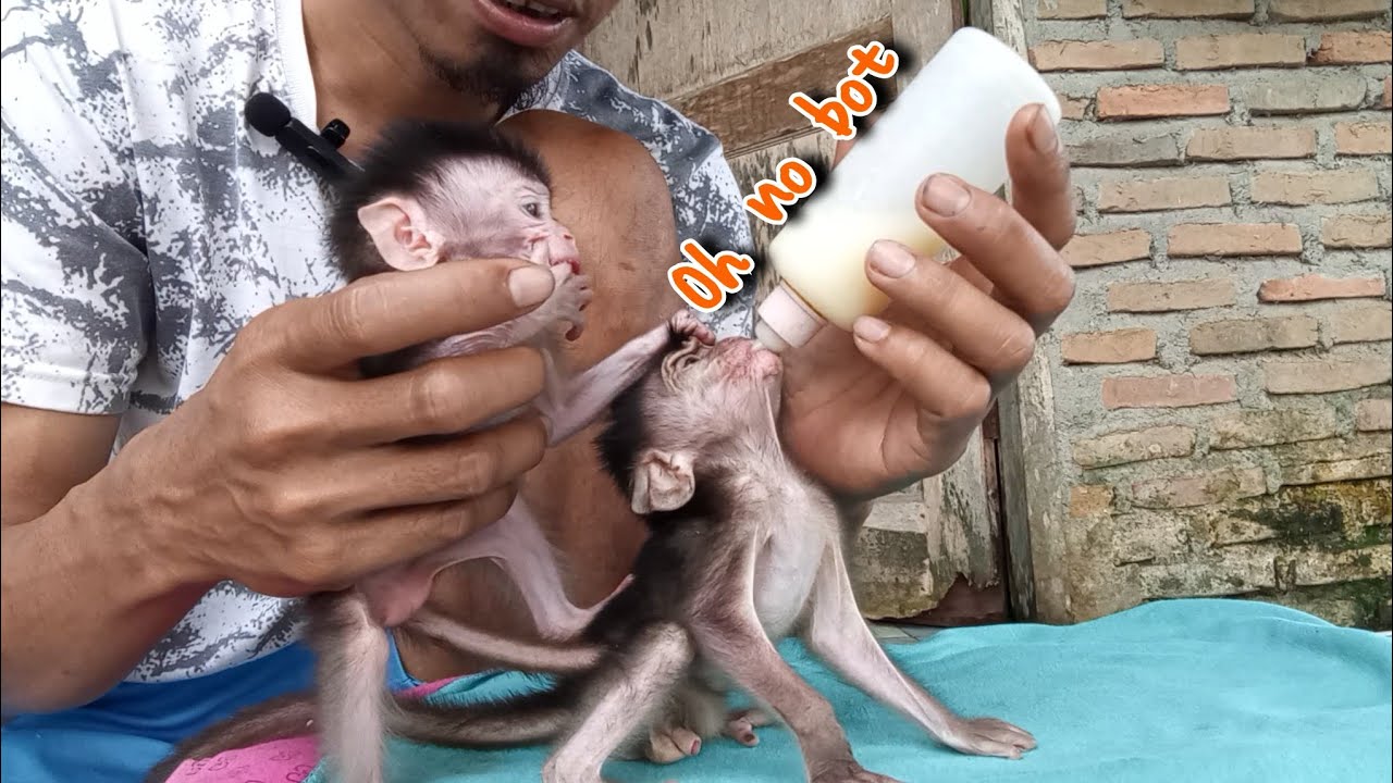 Membot is so stingy that he doesn't want his milk to be given to Sangkot😂😂😂
