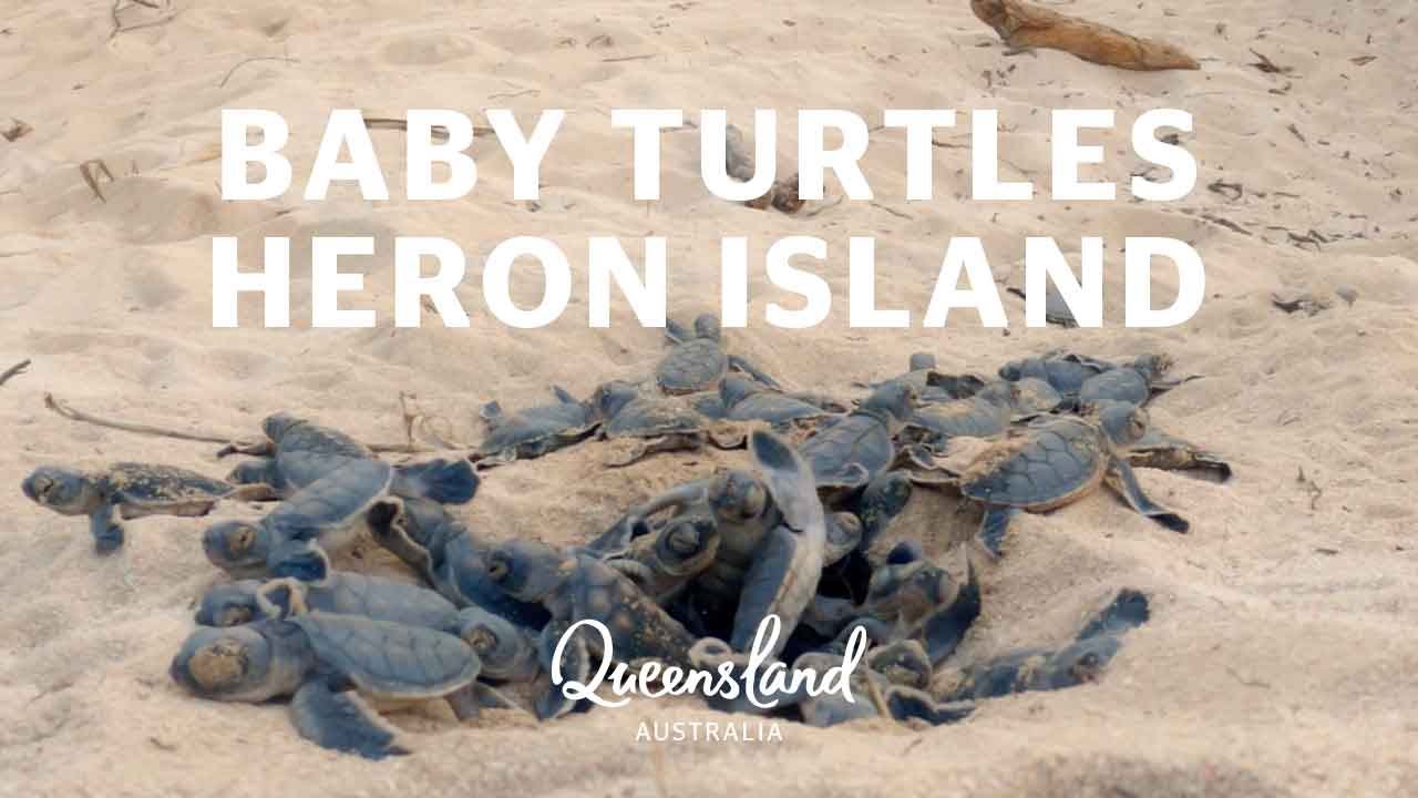 Turtle hatchling timelapse on the Southern Great Barrier Reef