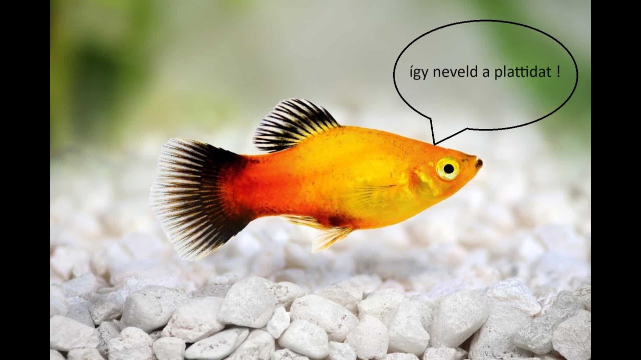 Így neveld a plattidat !