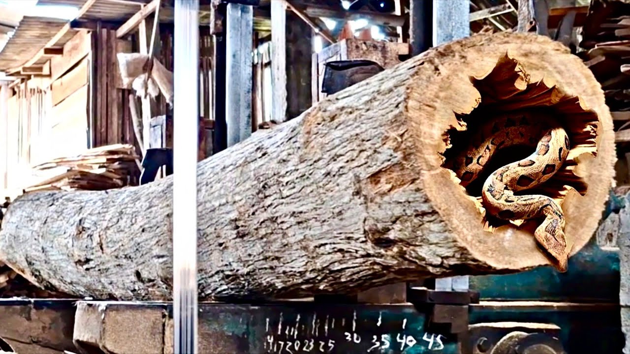 Horror Wood! A suspenseful drama full of beauty at the sawmill