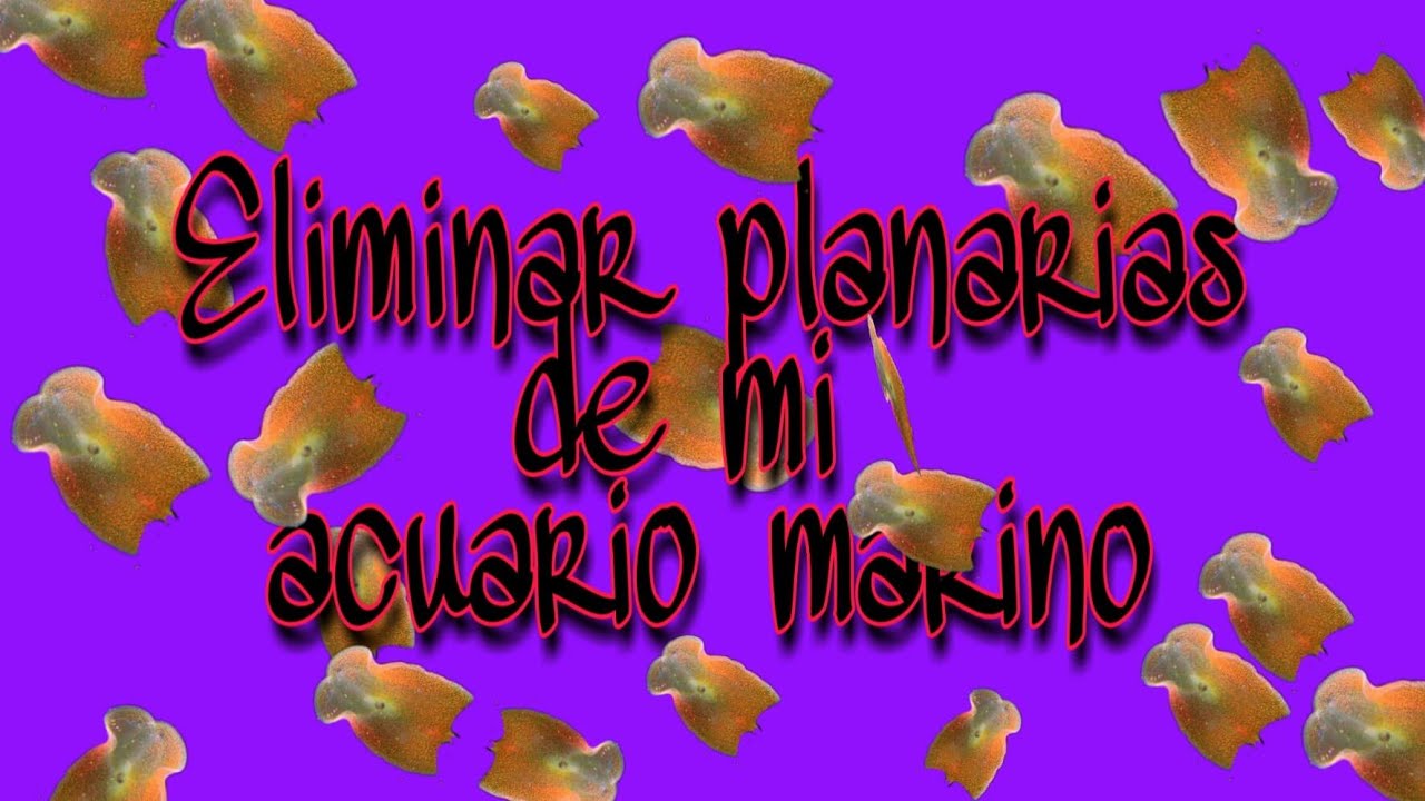 ELIMINAR PLANARIAS DE MI ACUARIO MARINO
