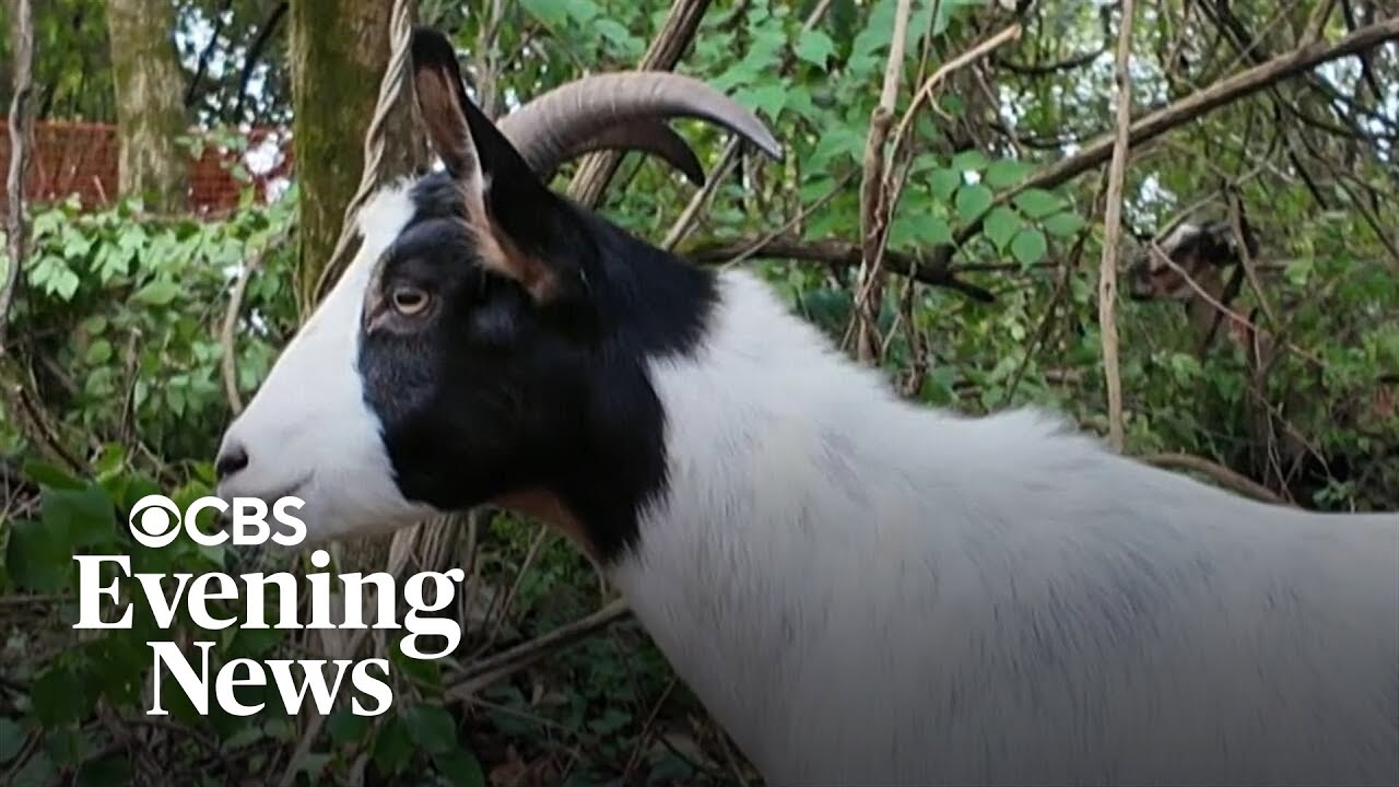 How goats are solving the invasive plant problem on Tennessee River island