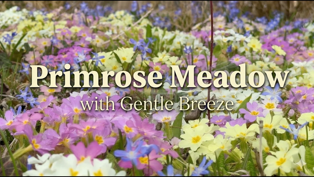 Primelnwiese Spring Primrose Meadow 🌼 Relaxing Nature & Bird Sounds