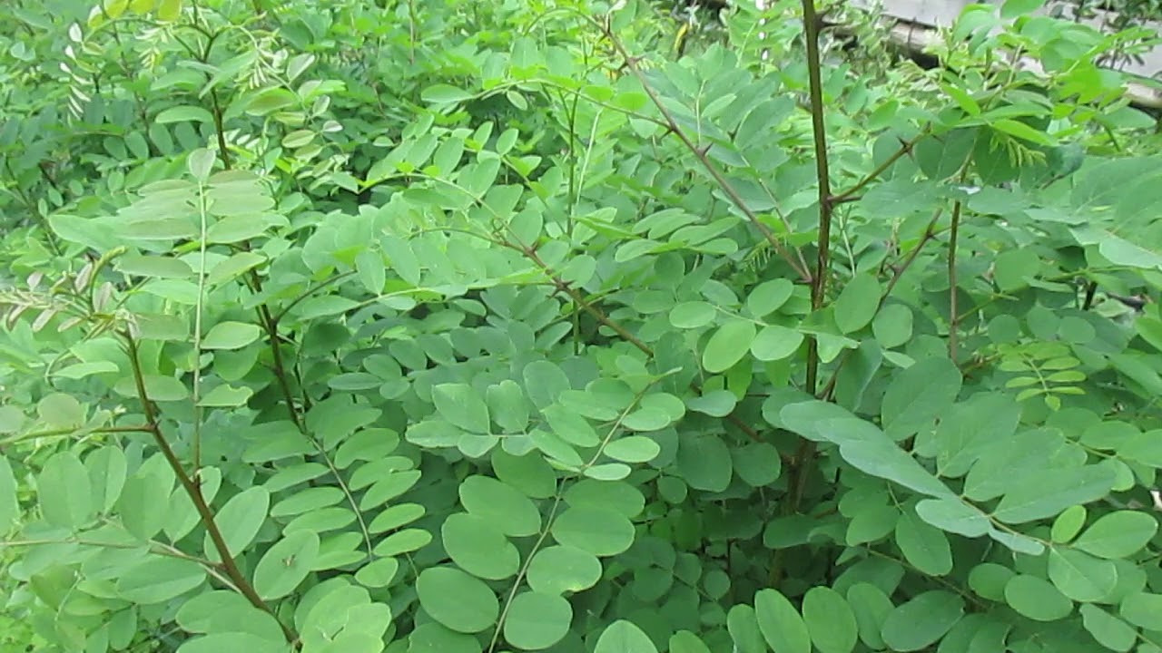 Growing Black Locust from Seed